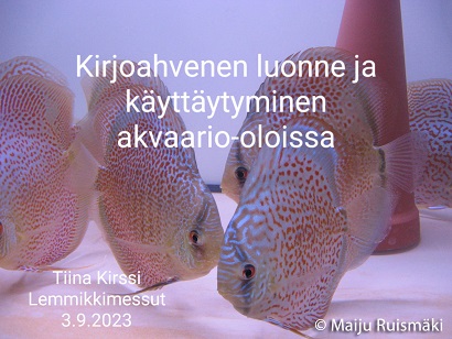 Tmpereen Akvaarioseura, Kirjoahvenen luonne, Lemmikki Tampere 2023